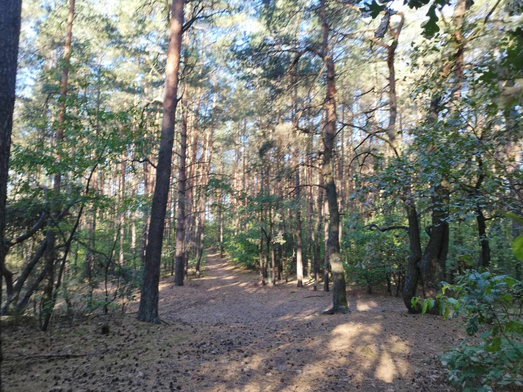 Posadzili ponad 8 tysięcy drzew