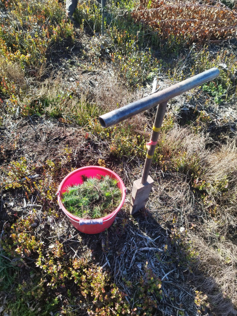 Posadzili ponad 8 tysięcy drzew