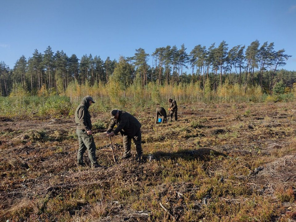 Posadzili ponad 8 tysięcy drzew