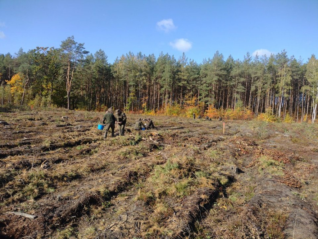Posadzili ponad 8 tysięcy drzew