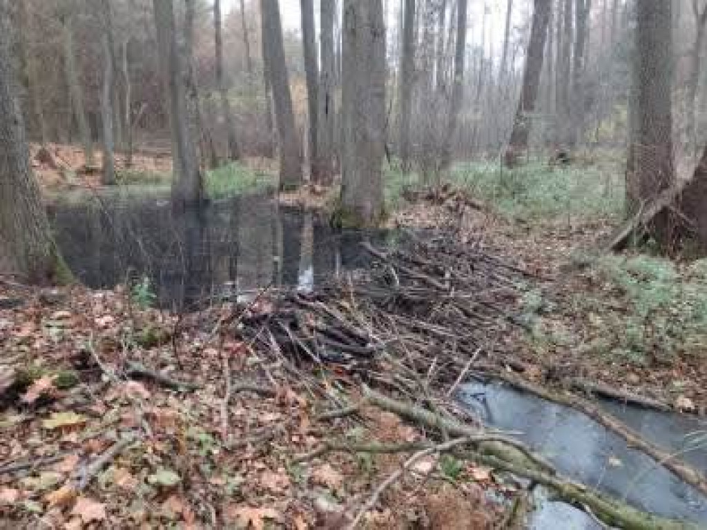 Takie rzeczy w naszych lasach 