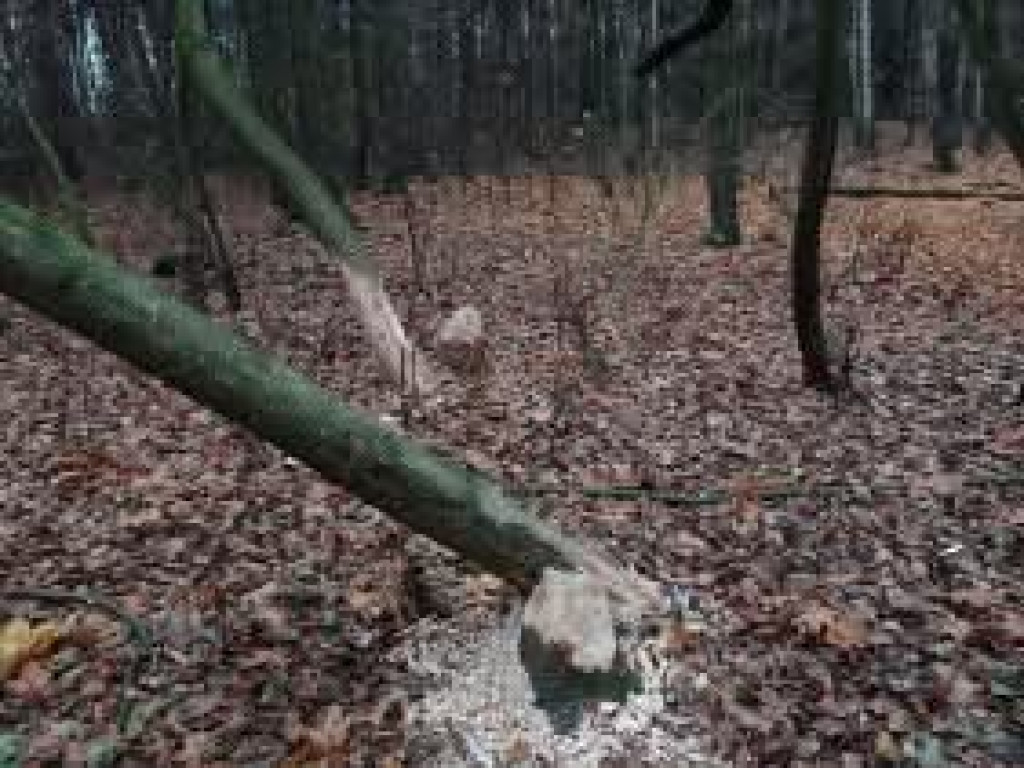 Takie rzeczy w naszych lasach 