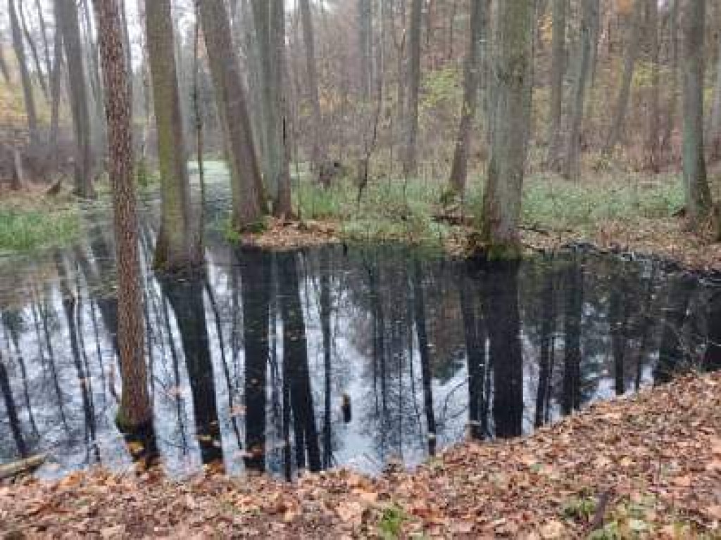 Takie rzeczy w naszych lasach 