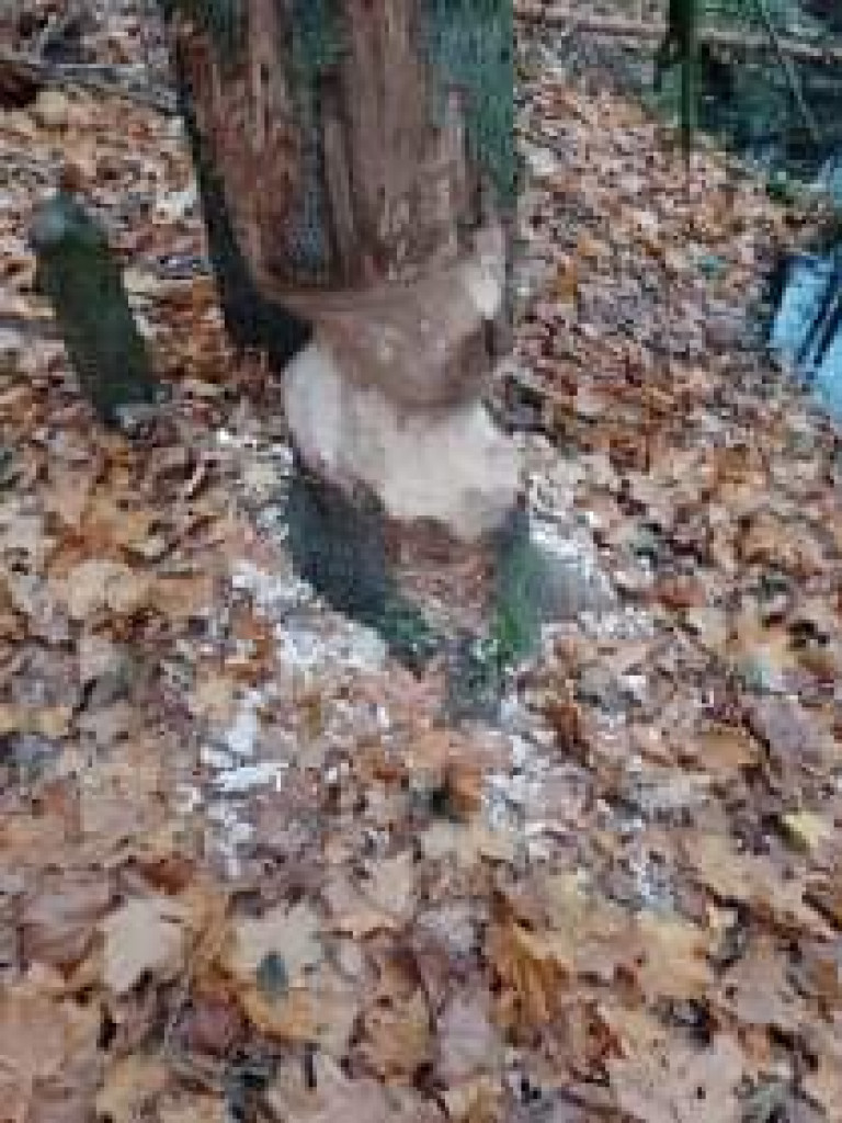 Takie rzeczy w naszych lasach 