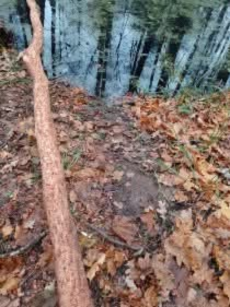 Takie rzeczy w naszych lasach 