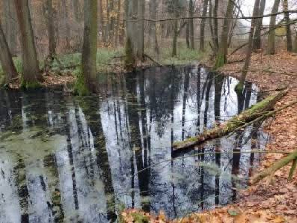 Takie rzeczy w naszych lasach 