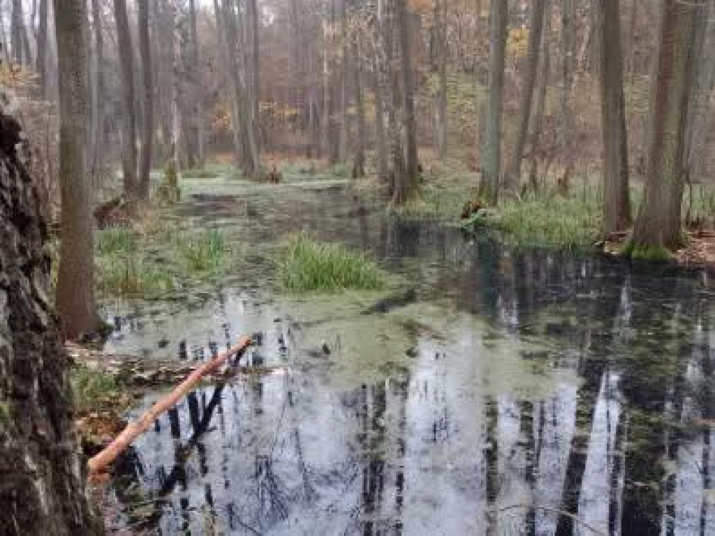 Takie rzeczy w naszych lasach 