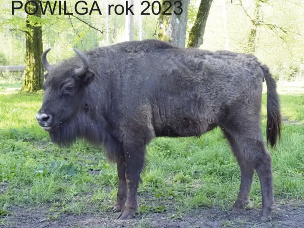 Tak zmieniły się żubry [ZDJĘCIA]