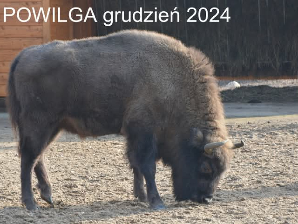 Tak zmieniły się żubry [ZDJĘCIA]