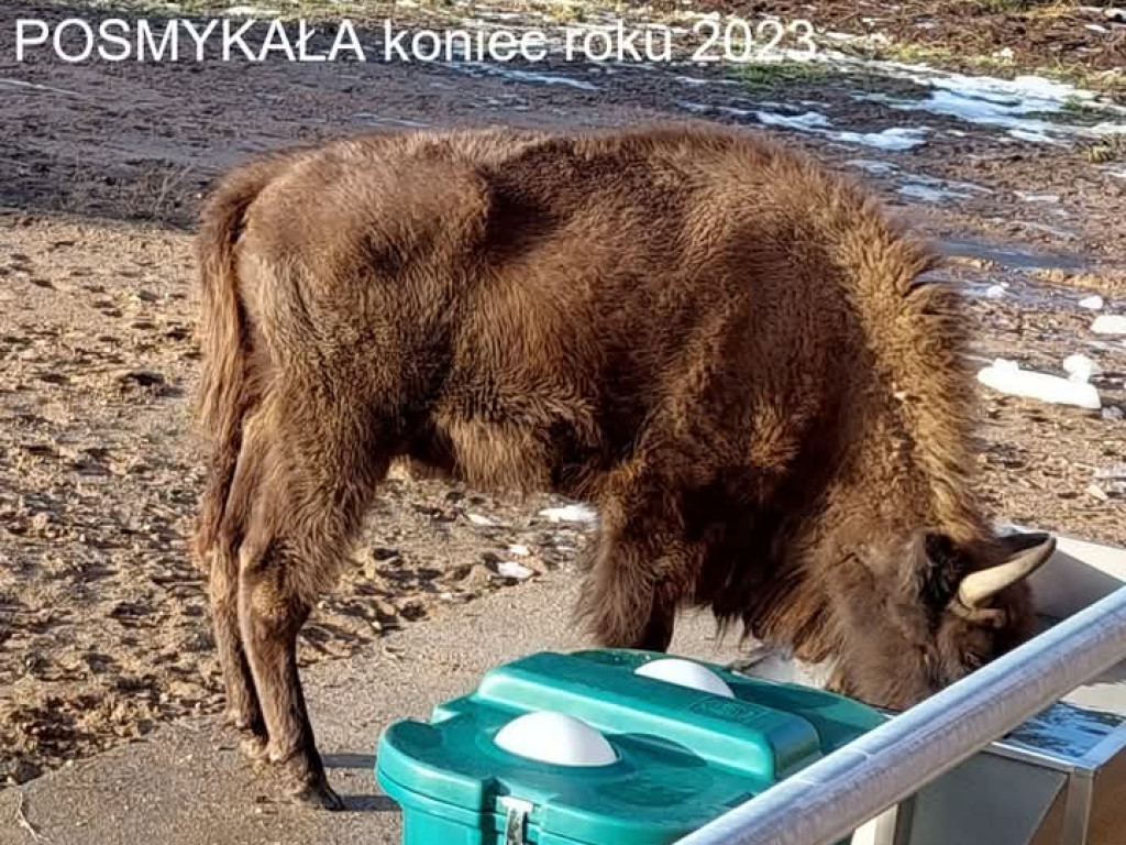 Tak zmieniły się żubry [ZDJĘCIA]