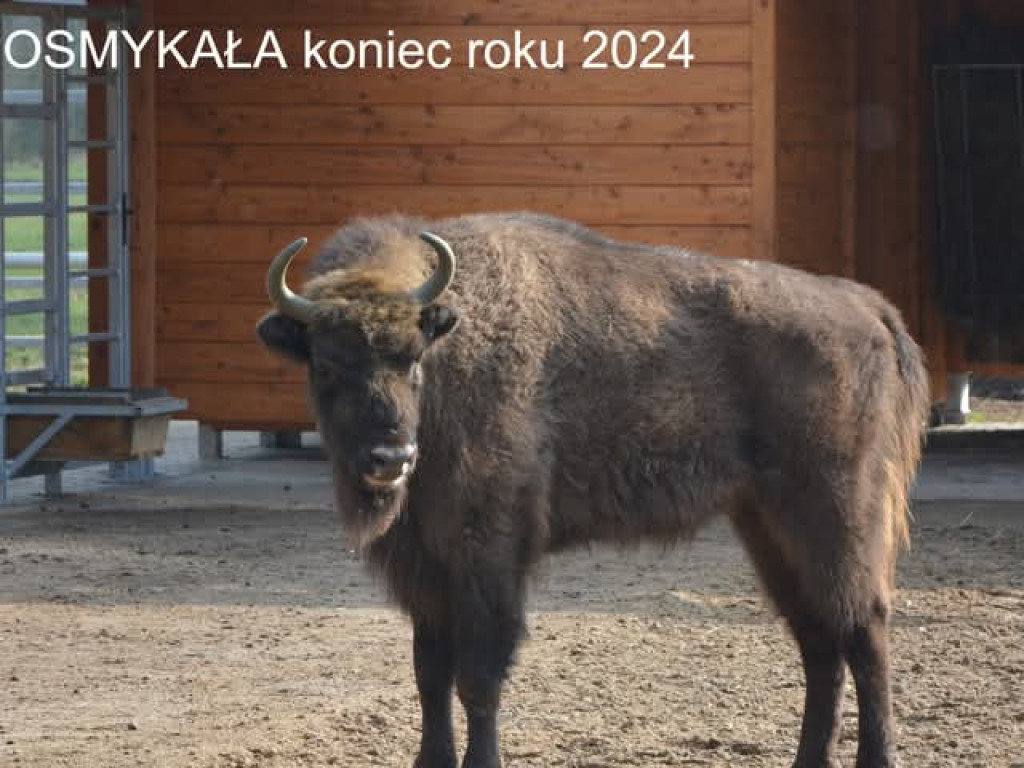 Tak zmieniły się żubry [ZDJĘCIA]