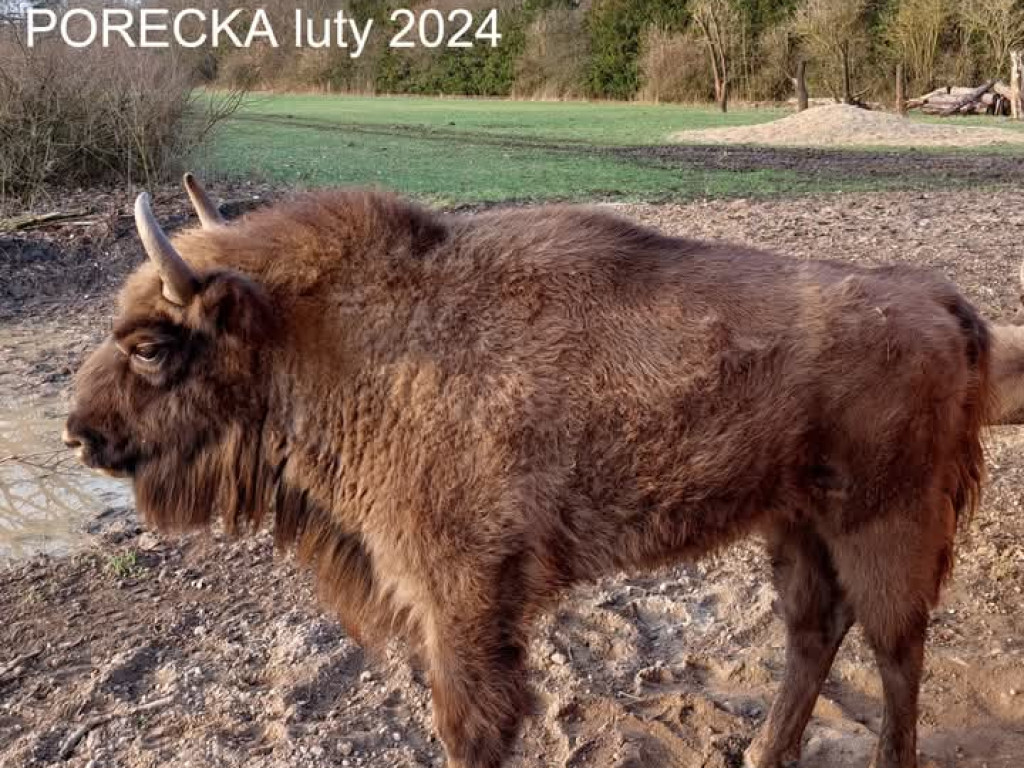 Tak zmieniły się żubry [ZDJĘCIA]