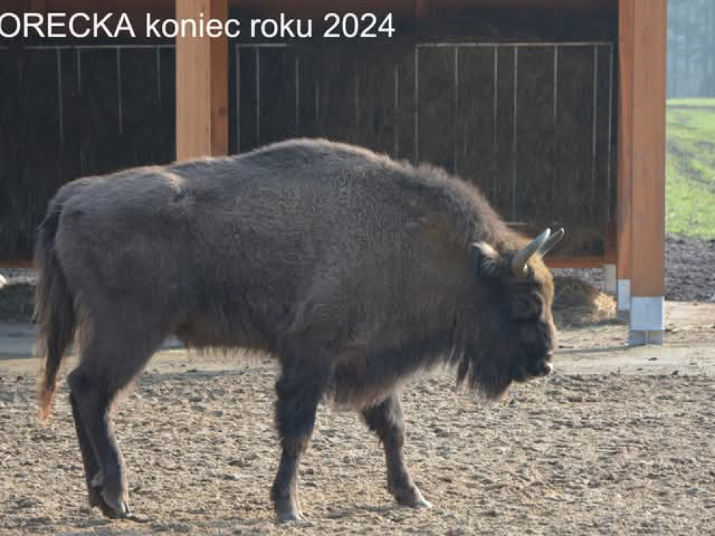 Tak zmieniły się żubry [ZDJĘCIA]