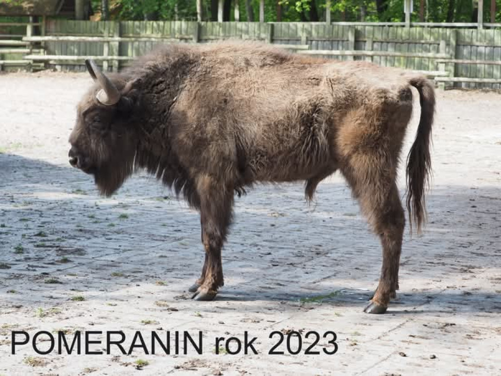 Tak zmieniły się żubry [ZDJĘCIA]