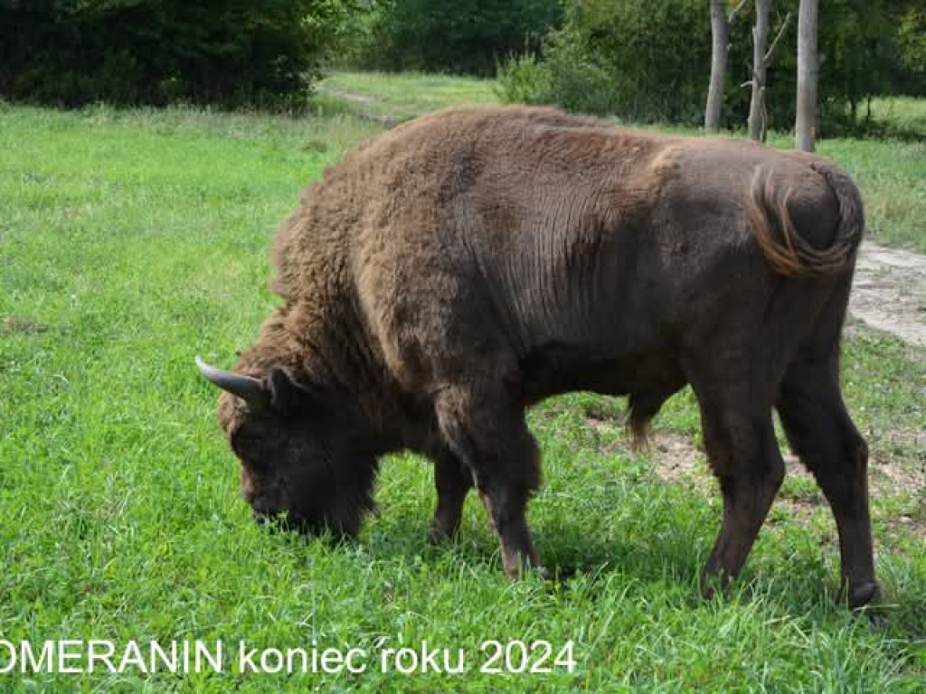 Tak zmieniły się żubry [ZDJĘCIA]