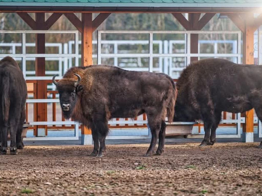 Żubry z Krajewa w obiektywie Bogdana Jakubowskiego