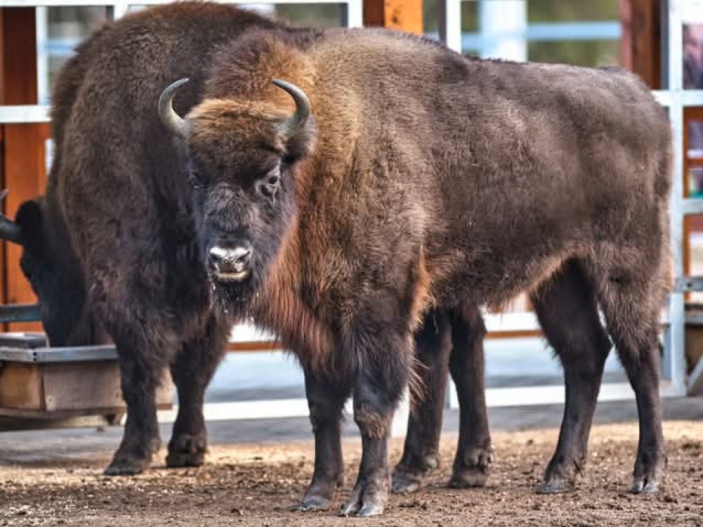 Żubry z Krajewa w obiektywie Bogdana Jakubowskiego