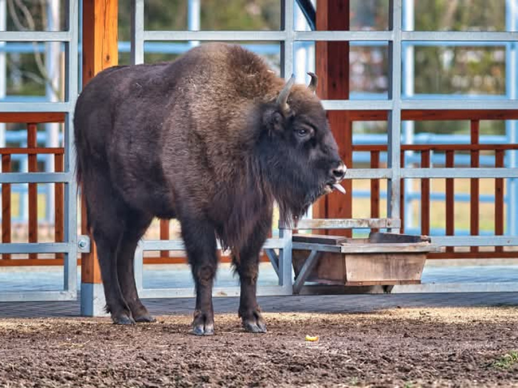 Żubry z Krajewa w obiektywie Bogdana Jakubowskiego