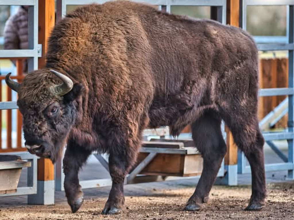 Żubry z Krajewa w obiektywie Bogdana Jakubowskiego