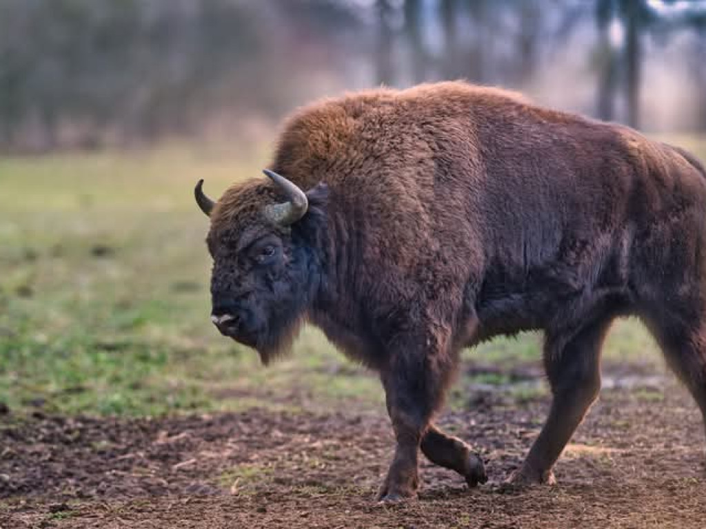 Żubry z Krajewa w obiektywie Bogdana Jakubowskiego