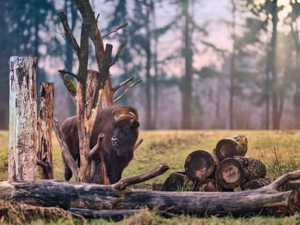Żubry z Krajewa w obiektywie Bogdana Jakubowskiego