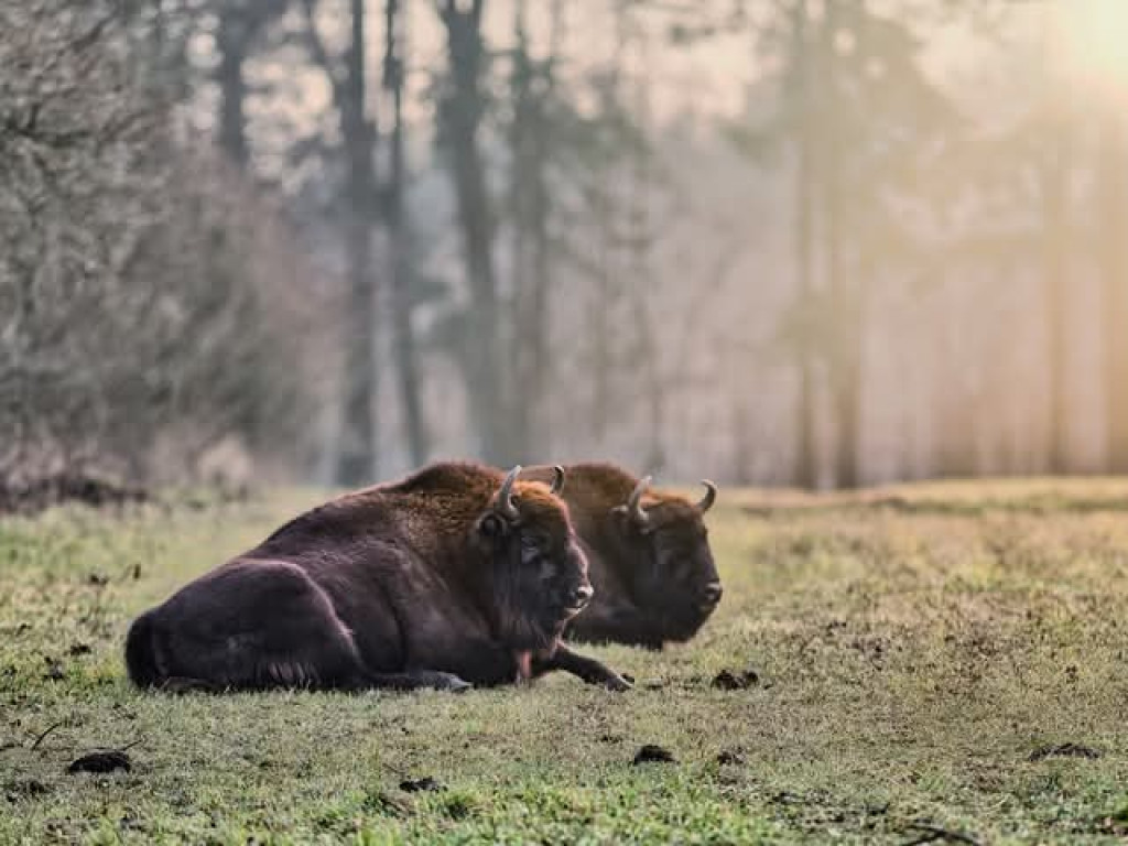 Żubry z Krajewa w obiektywie Bogdana Jakubowskiego