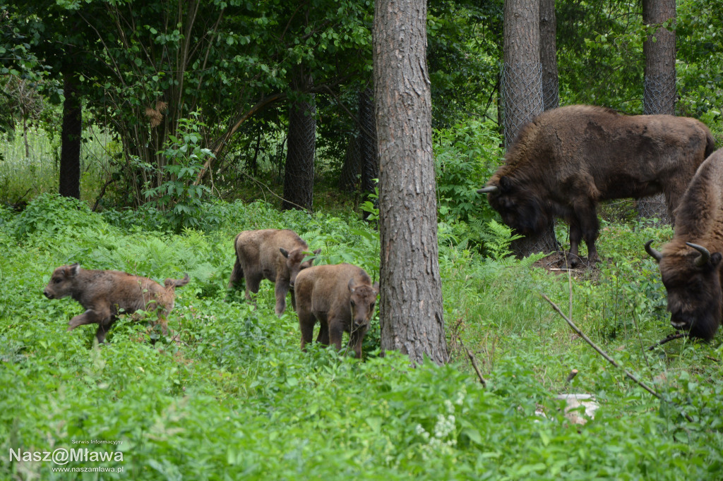 Nowe cielęta zachwycają odwiedzających
