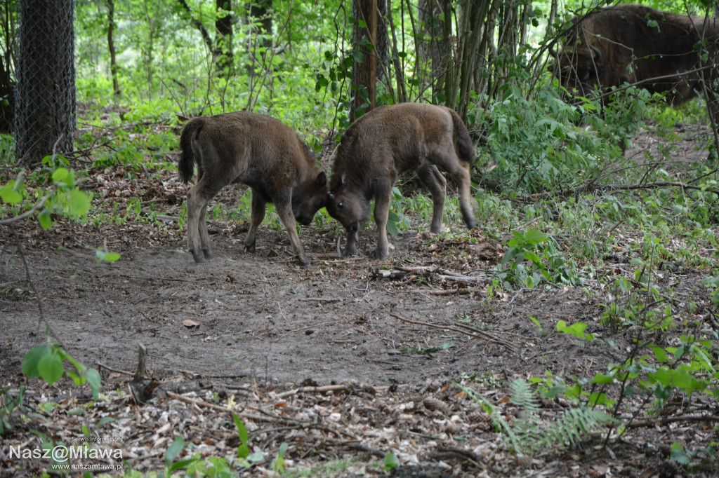 Nowe cielęta zachwycają odwiedzających