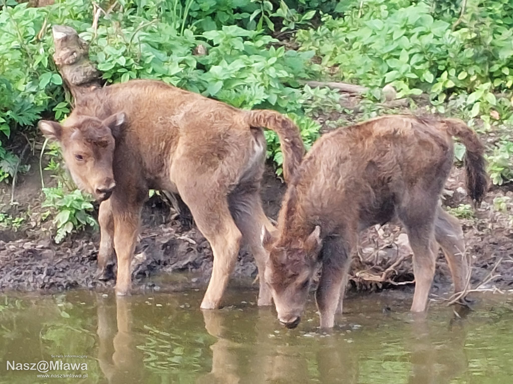 Nowe cielęta zachwycają odwiedzających