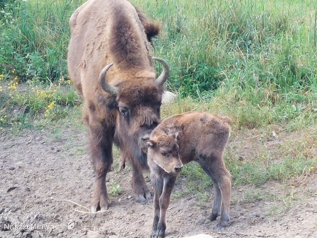 Nowe cielęta zachwycają odwiedzających