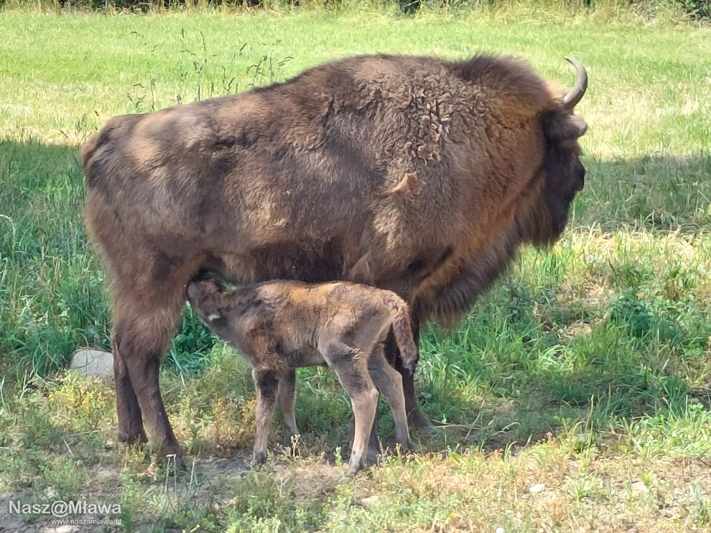 Nowe cielęta zachwycają odwiedzających