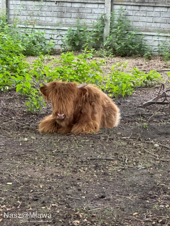 Wielbłąd i Spółka: Wakacyjne przygody w Mini ZOO