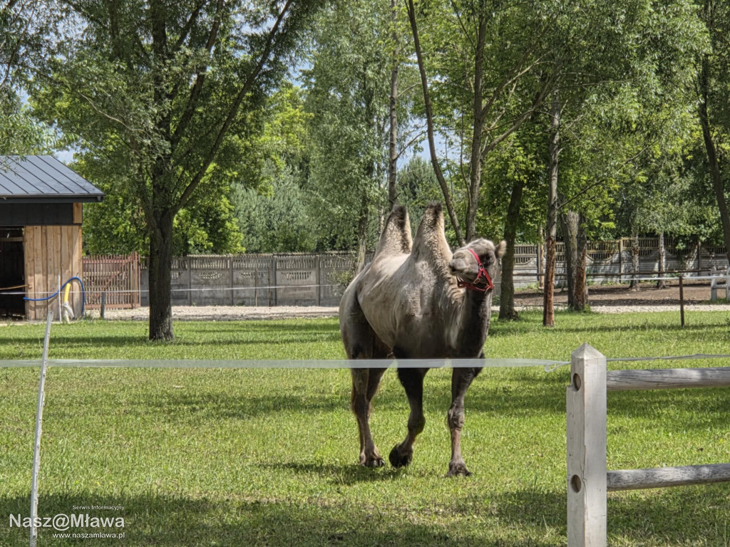 Wielbłąd i Spółka: Wakacyjne przygody w Mini ZOO