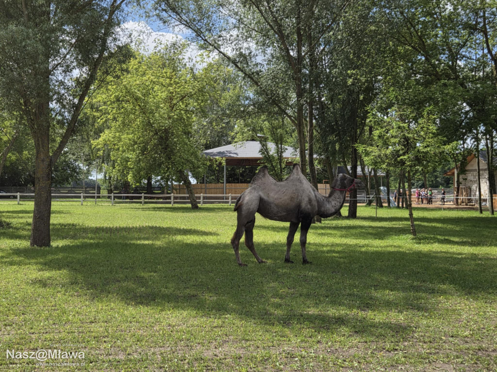 Wielbłąd i Spółka: Wakacyjne przygody w Mini ZOO