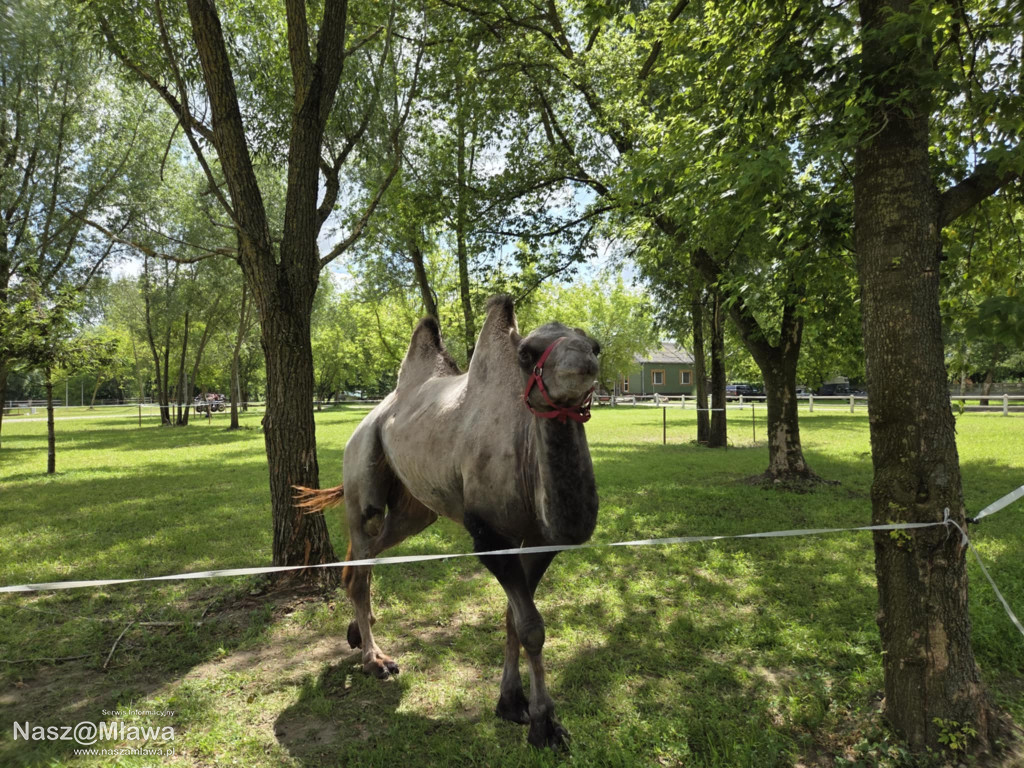 Wielbłąd i Spółka: Wakacyjne przygody w Mini ZOO
