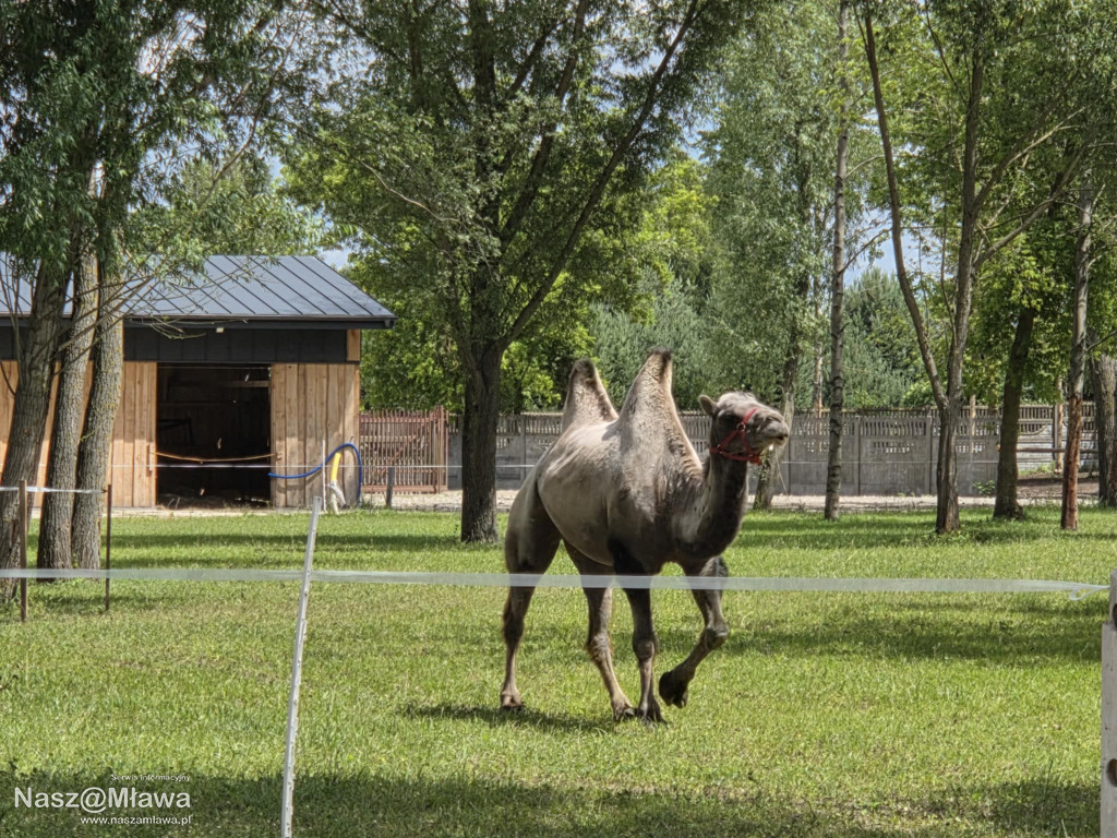 Wielbłąd i Spółka: Wakacyjne przygody w Mini ZOO