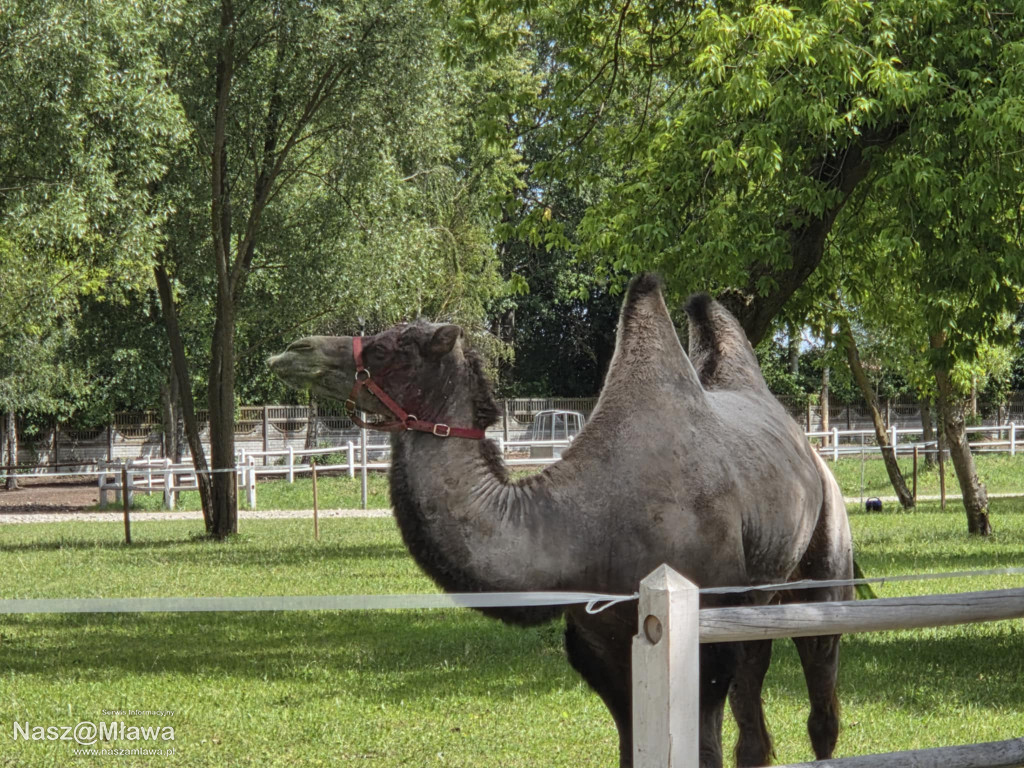 Wielbłąd i Spółka: Wakacyjne przygody w Mini ZOO