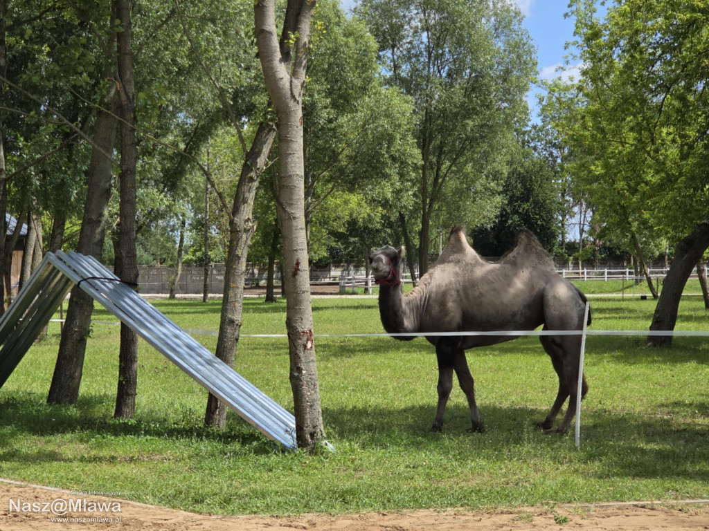 Wielbłąd i Spółka: Wakacyjne przygody w Mini ZOO