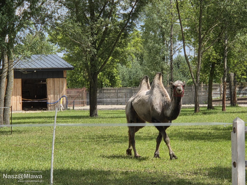 Wielbłąd i Spółka: Wakacyjne przygody w Mini ZOO