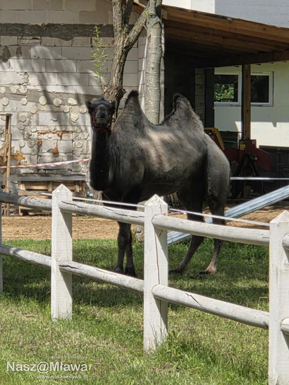 Wielbłąd i Spółka: Wakacyjne przygody w Mini ZOO