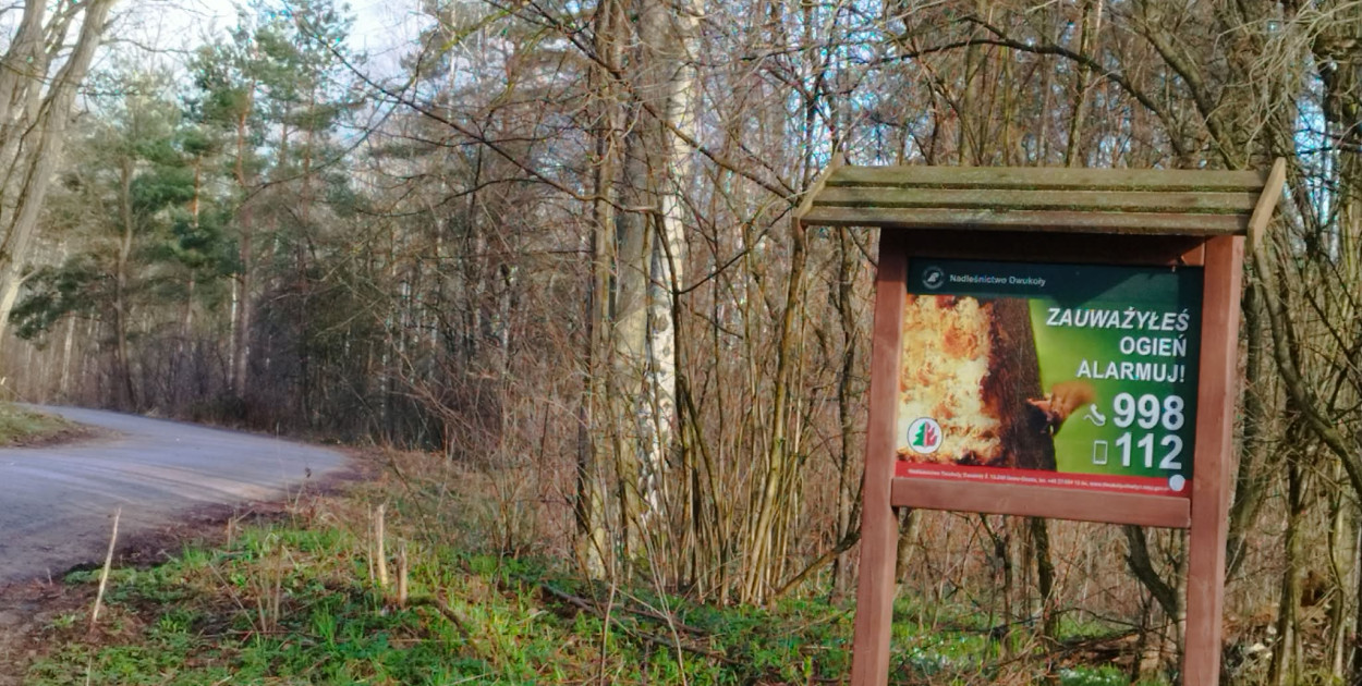 Leśna strefa relaksu na Krajewie