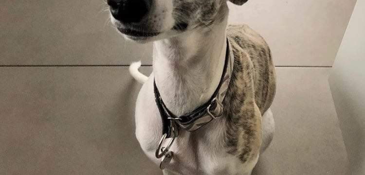 ZAGINĘŁY. Pomóż odnaleźć