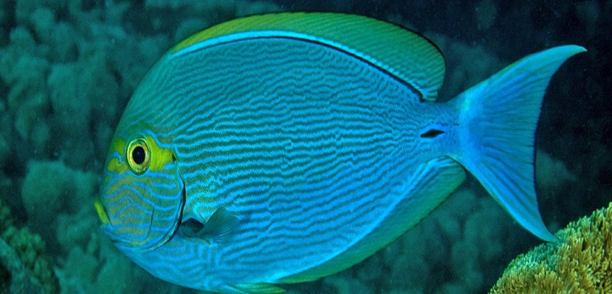 Akwarium morskie - jak zacząć i co będzie potrzebne?