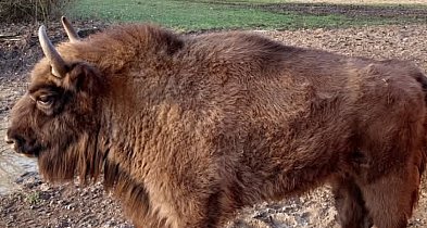 Tak zmieniły się żubry [ZDJĘCIA]-164043