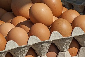 Salmonella wykryta w jajach! GIS wydał pilne ostrzeżenie-214335