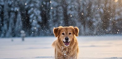 Zaczipujesz, nie płacisz za psa