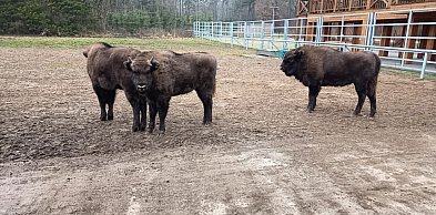 Relaks w cieniu żubrów w Krajewie. To nie żart primaaprilisowy