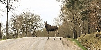 Łoś na Windyckiej w Mławie
