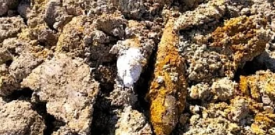 Kilkanaście pocisków artyleryjskich odkrytych na działce budowlanej