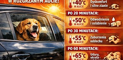 Zabójcza temperatura. Nie zostawiaj, nawet na chwilę